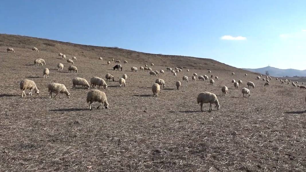 Et alacaklar dikkat! Bir ilde şap hastalığı nedeniyle et satışı durduruldu! 9